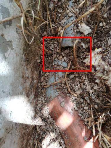 פתיחת סתימה עקב שורשים